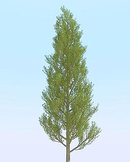 高精細白楊樹_楊柳樹模型 poplar 06