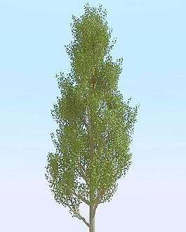 高精細白楊樹_楊柳樹模型 poplar 05