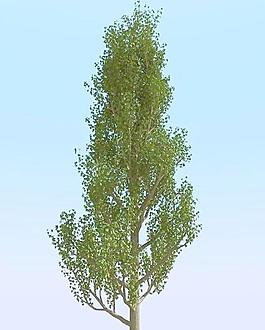 高精細白楊樹_楊柳樹模型 poplar 04