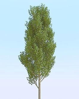 高精細白楊樹_楊柳樹模型 poplar 03
