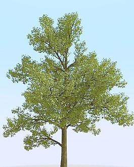 高精細橡樹模型 oak 01