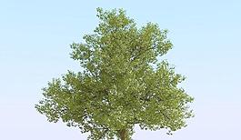 高精細(xì)橡樹模型 oak 02