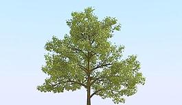 高精細(xì)橡樹模型 oak 03