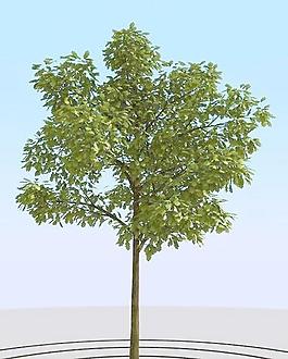 高精細(xì)橡樹模型 oak 05
