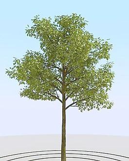 高精細(xì)橡樹模型 oak 04