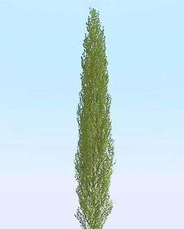 高精細白楊樹模型 poplar 02-5