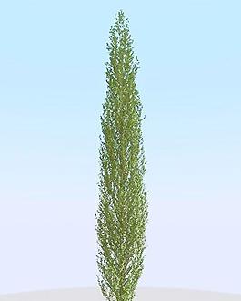 高精細白楊樹模型 poplar 02-4