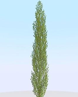 高精細白楊樹模型 poplar 02-3