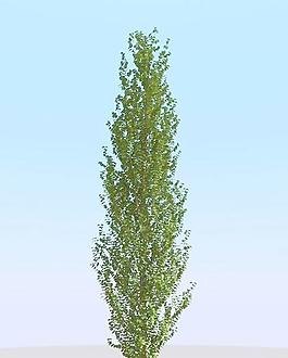 高精細白楊樹模型 poplar 02-1
