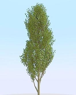 高精細白楊樹模型 poplar 02