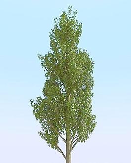 高精細白楊樹模型 poplar 01
