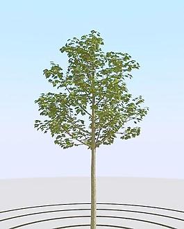 高精細菩提樹模型 linden 06