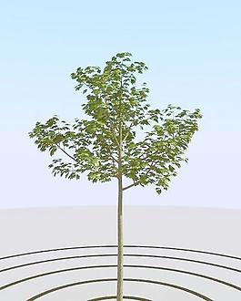 高精細菩提樹模型 linden 05