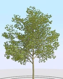 高精細菩提樹模型 linden 04