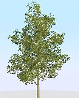 高精細菩提樹模型 linden 03