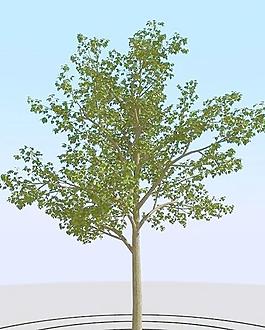 高精細菩提樹模型 linden 02