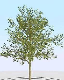 高精細菩提樹模型 linden 01