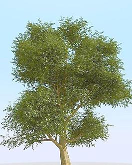高精細(xì)榆樹(shù)模型 elm tree 07