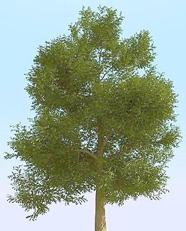 高精細(xì)榆樹(shù)模型 elm tree 05