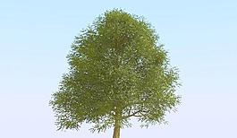 高精細(xì)榆樹(shù)模型 elm tree 03