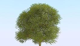 高精細(xì)榆樹(shù)模型 elm tree 02