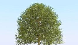 高精細(xì)榆樹(shù)模型 elm tree 01