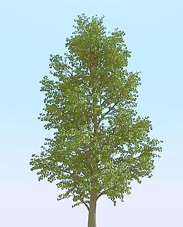 高精細常見的樹木模型 common 07