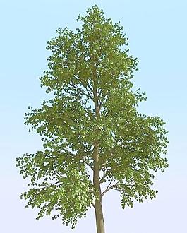 高精細常見的樹木模型 common 06