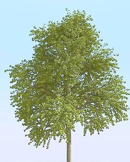 高精細常見的樹木模型 common 05