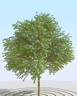 高精細常見的樹木模型 common 04