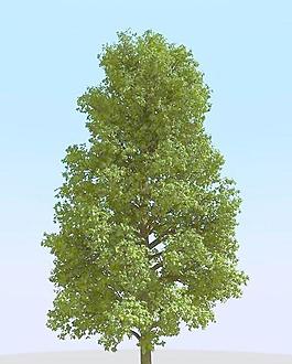 高精細常見的樹木模型 common 03