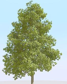 高精細常見的樹木模型 common 02