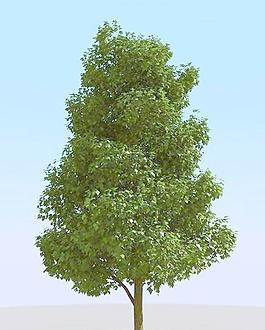 高精細常見的樹木模型 common 01