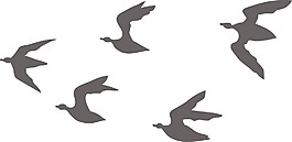 鳥類矢量
