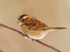 位圖 動(dòng)物 鳥類 棕色 黑色 免費(fèi)素材