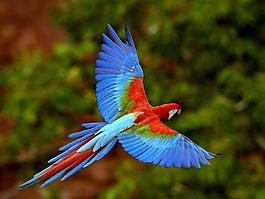 位圖 動物 鳥類 寶石藍(lán)色 紅色 免費素材
