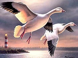 位圖 動物 棕色 灰色 白色 免費(fèi)素材