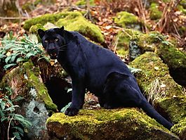 位圖 動物 黑色 棕色 綠色 免費(fèi)素材
