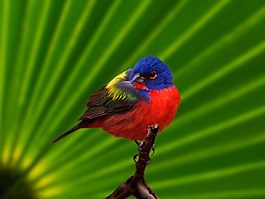 位圖 動物 鳥類 寶石藍(lán)色 紅色 免費(fèi)素材