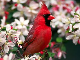 位圖 動(dòng)物 鳥類 紅色 白色 免費(fèi)素材