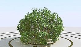 高精細灌木叢模型 bush 09