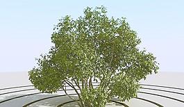 高精細灌木叢模型 bush 08