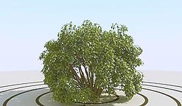 高精細灌木叢模型 bush 07