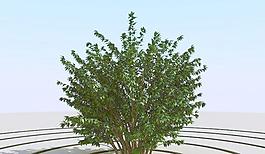 高精細灌木叢模型 bush 05