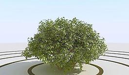 高精細灌木叢模型 bush 03