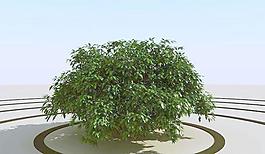 高精細灌木叢模型 bush 02