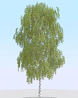 高精細(xì)樺樹模型 birch 010
