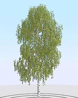 高精細(xì)樺樹模型 birch 09