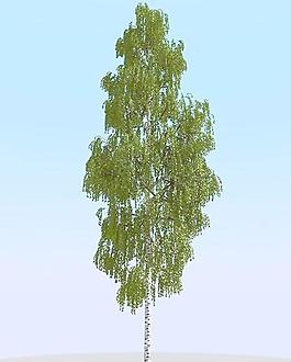 高精細(xì)樺樹模型 birch 08