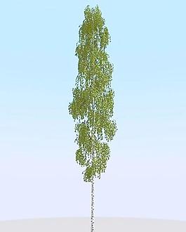 高精細(xì)樺樹模型 birch 07